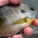 bluegillspecieshome