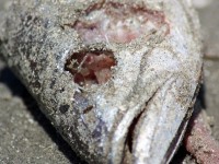 Dead Fish from Red Tide Dead Fish from Red Tide