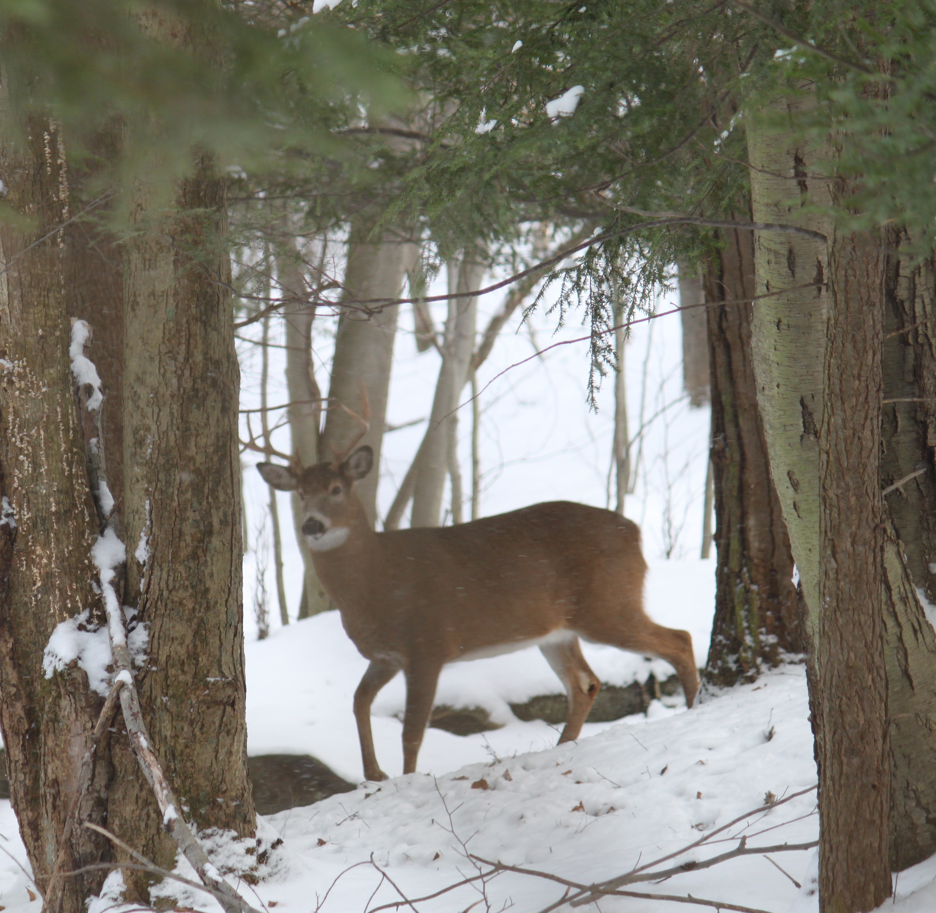 Southwick Deer Hunter Report