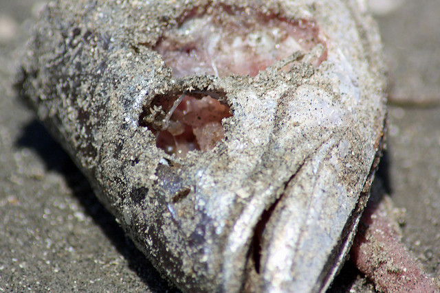 Red Tide Confirmed as Cause of Death for Thousands of Fish along Texas Coast