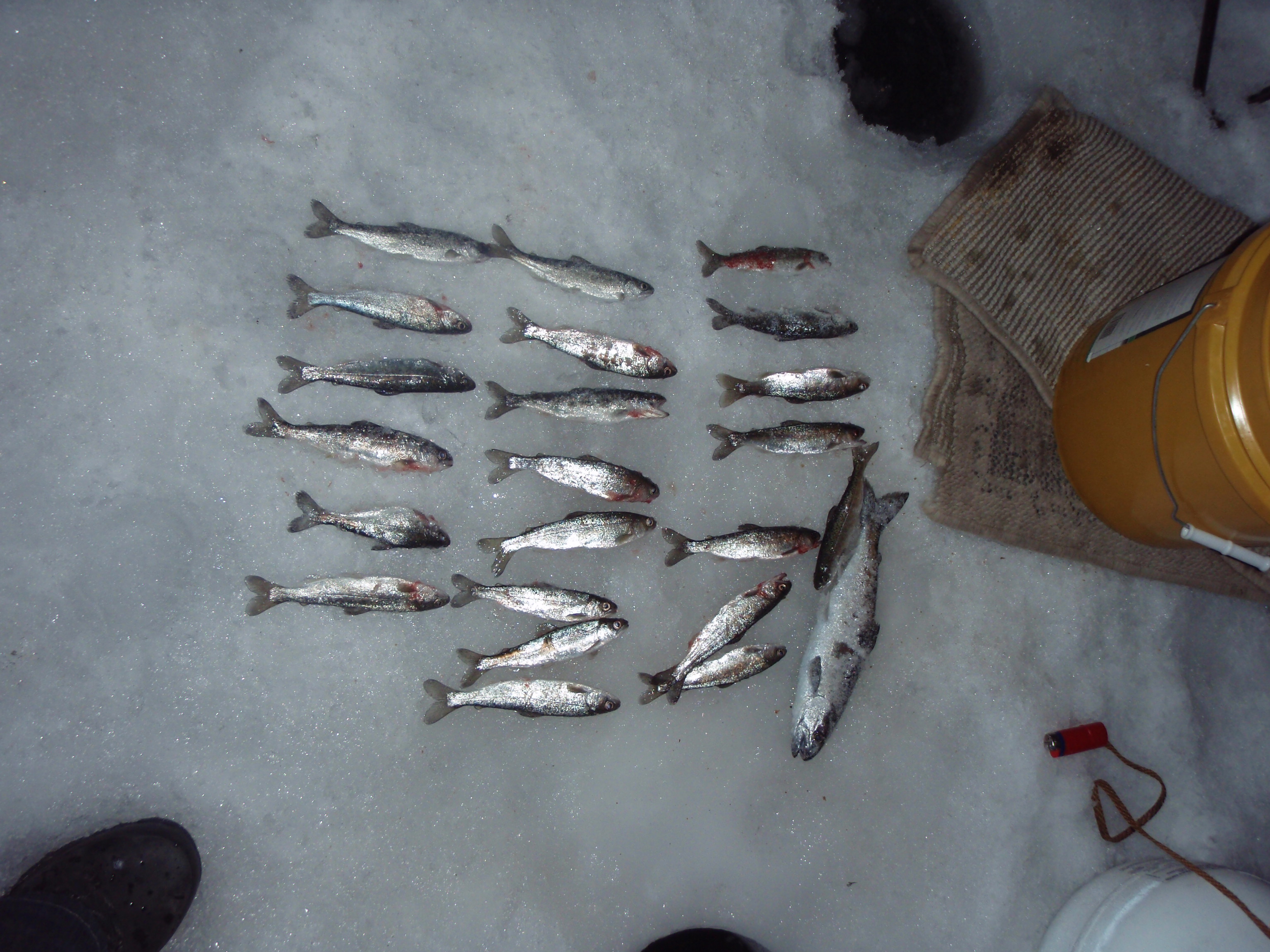 Trout Unlimited Issues Statement on Genetically Engineered Salmon